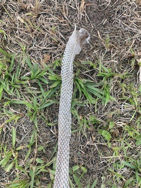 Lawrenceville snake skin