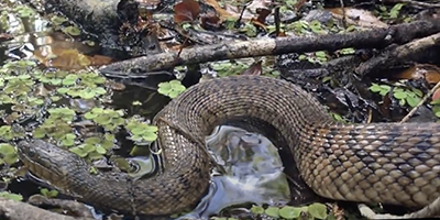 Lawrenceville snake