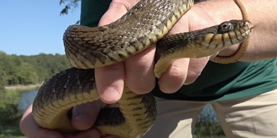 Lawrenceville snake